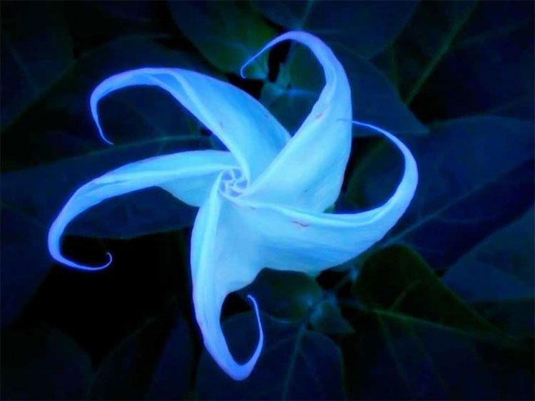 10 loài hoa nở đêm đẹp nhất thế giới