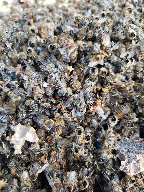 Những con ong mất đầu trong đàn ong của ông Ted McFall.