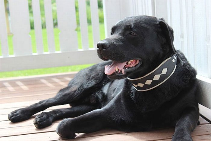 Chú chó có tên Blaze thuộc giống Labrador sinh ra với bộ lông đen thuần khiết.