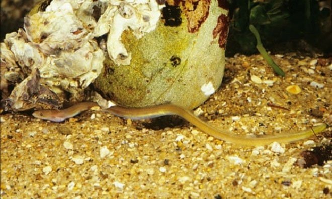 Cá chình rắn chủ yếu sống dưới lớp cát mềm ở đáy biển.