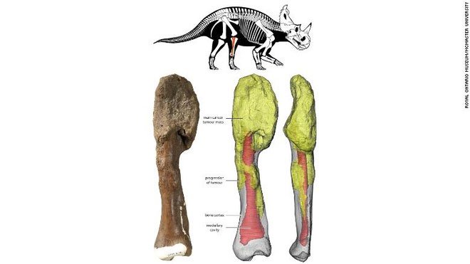 Biểu đồ minh họa và phân tích mẫu xương của khủng long Centrosaurus.