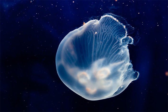 NASA đưa 2.487 con sứa vào không gian: Chúng sinh sản thành công nhưng lại có điều bất thường