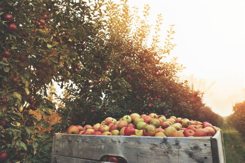 Choáng hơn 50.000 quả táo trên cây bốc hơi như ma quỷ