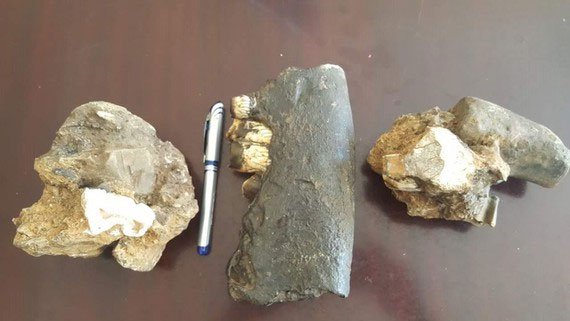 3 mẫu hóa thạch tê giác vừa phát hiện ở bản Yên Hợp, Thượng Hóa, Minh Hóa, Quảng Bình.