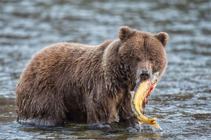 Một con gấu xám ngọam chặt một con cá hồi mới bắt được ở Yukon của Canada.