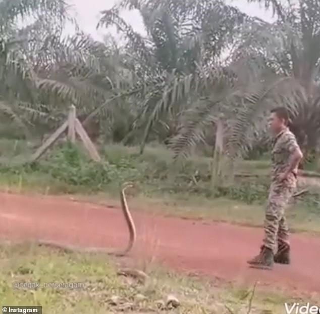 Người lính đụng độ rắn hổ mang chúa dài hơn 2 mét khi đang đi dọc một con đường đất. 