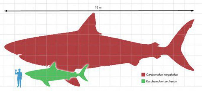 Dấu vết cá mập quái thú 2,5 triệu tuổi xuất hiện… giữa thành phố