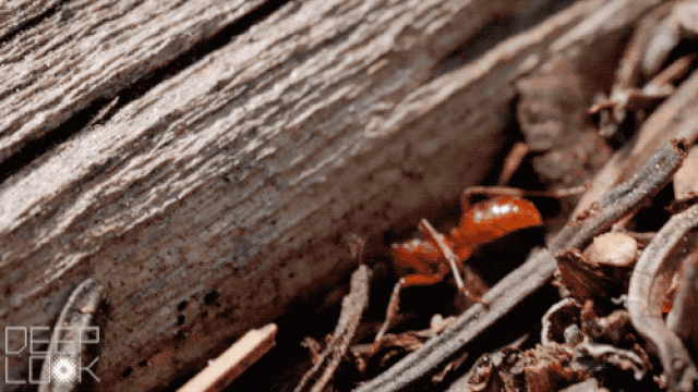 Kiến bắt cóc đào đường vào tổ của kiến đen.