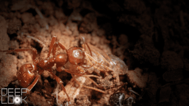 Khó tin nhưng có thật: Loài kiến chuyên “bắt cóc trẻ em” để sinh tồn