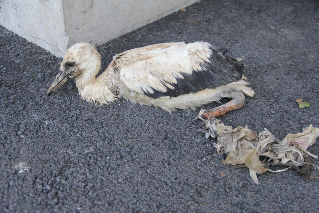 Con cò con bị chất thải nhựa quấn với nhau đến chết ở Basel (Thụy Sĩ) 
