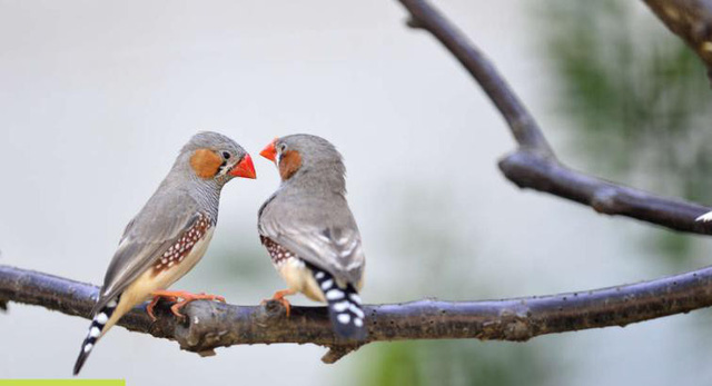 Chim non có thể nhận ra giọng của bố mẹ từ trong trứng