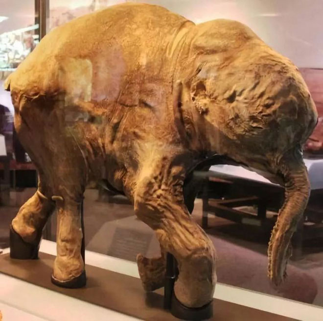 Để tồn tại, loài voi cổ đại cũng cần phải tiến hóa, thay đổi kích thước để thích nghi với môi trường sống mới.