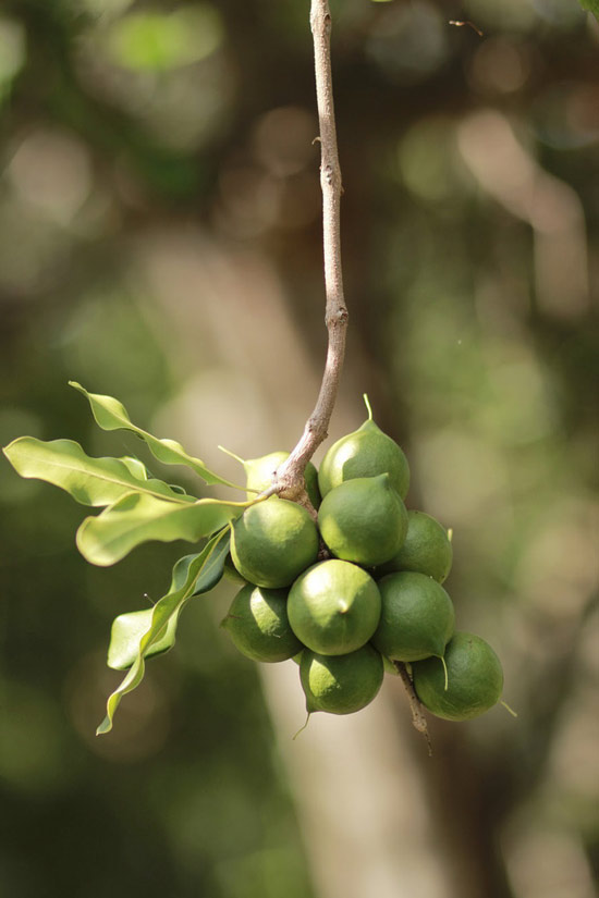 Những cây macadamia được trồng để buôn bán đầu tiên lại không thuộc về nước Úc