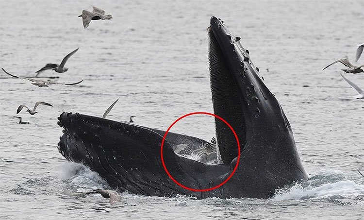 Những con hải âu xấu số không thoát khỏi miệng rộng của cá voi lưng gù.
