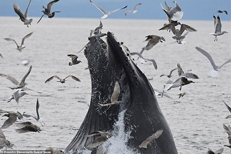 Cá voi lưng gù phi thân thẳng đứng nuốt trọn bầy hải âu