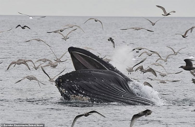 Những con hải âu xấu số không thoát khỏi miệng rộng của cá voi lưng gù.