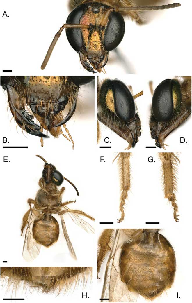 Các đặc điểm của con ong lưỡng tính gynandromorph.
