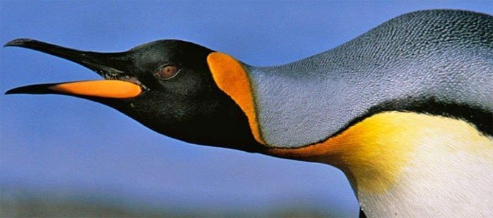 Chim cánh cụt phát ra âm thanh dưới nước khi chúng săn mồi.