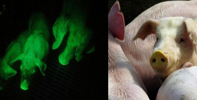 Các nhà khoa học Đài Loan đã tiến hành cấy dữ liệu gene vào phôi của lợn.
