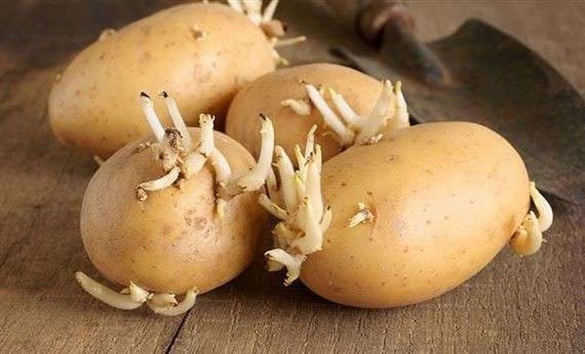 Cành và mầm khoai tây