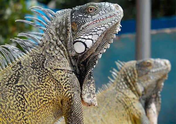 Iguana là một loại kỳ nhông tìm thấy rất nhiều ở Curaçao.