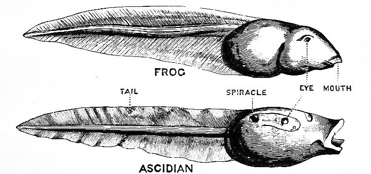 So sánh 1 con nòng nọc (trên) với 1 con hải tiêu con: đều có mắt, miệng, đuôi... Hải tiêu còn có mang để thở.