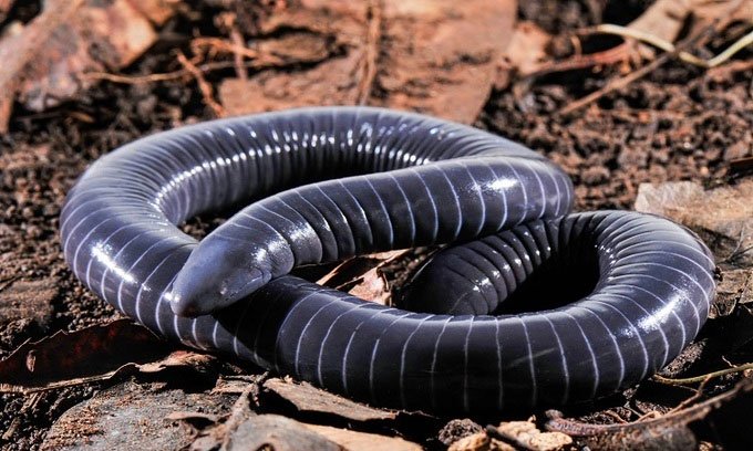 Kỳ quái loài vật giống rắn có nọc độc ở miệng