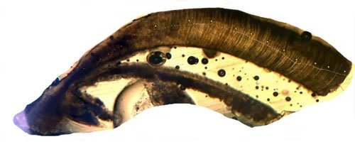 Mẫu sỏi tai của cá trâu miệng lớn 112 tuổi.