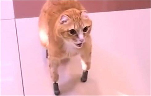 Chú mèo đầu tiên trên thế giới tự tin bước đi với 4 chân giả.