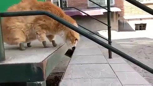 Mèo Ryzhik cẩn thận bước xuống bậc thang...