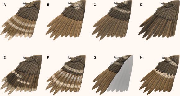 Hình ảnh cánh chim được tái tạo từ 8 mẫu vật khắp thế giới được xác định là cùng của loài chim cổ đại nà