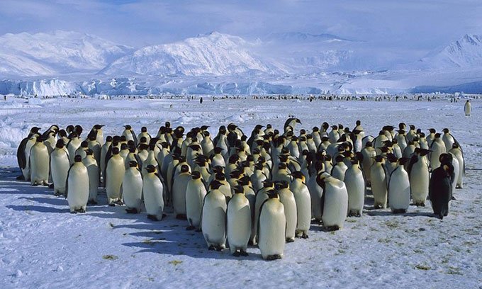 Chim cánh cụt hoàng đế dễ bị tổn thương bởi biến đổi khí hậu.