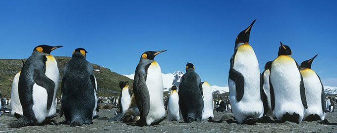 Chim cánh cụt hoàng đế là loài chim cánh cụt cao nhất và nặng nhất.