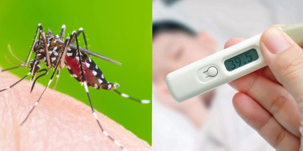 Muỗi Aedes aegypti đôi khi mang cả hai virus sốt xuất huyết và Chikungunya