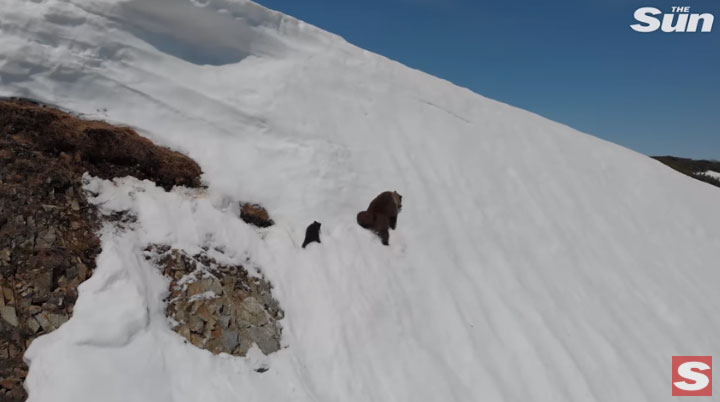 Hai mẹ con nhà gấu cùng nhau leo lên đỉnh núi tuyết.