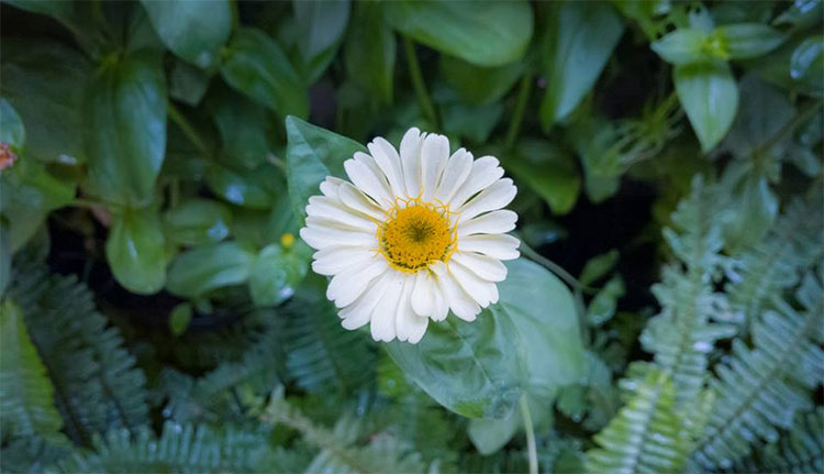 Một đóa hoa lâu nhất có thể là đặt nó trong nhiệt độ gần với điểm đóng băng.