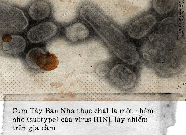 Cúm Tây Ban Nha thực chất là một nhóm nhỏ (subtype) của virus H1N1