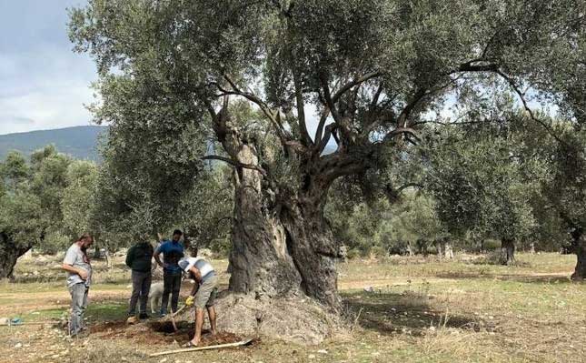 Các nhà khoa học thu thập mẫu đất dưới rễ để xác định tuổi của cây olive.
