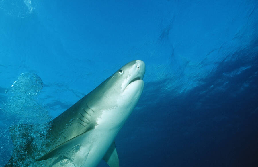 Các nhà khoa học đã sử dụng cá mập hổ để vẽ bản đồ đại dương! - Ảnh 1.