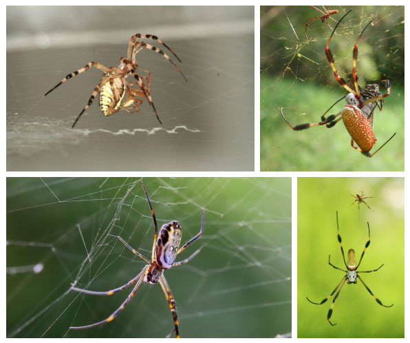 Chỉ có khoảng 30% nhện thợ dệt quả cầu đực thoát kiếp làm thức ăn cho con cái sau khi giao phối. 
