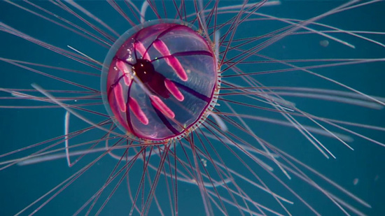 Psychedelic Medusa (sứa ảo giác)