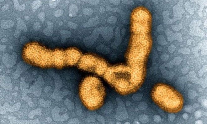 Virus cúm mùa