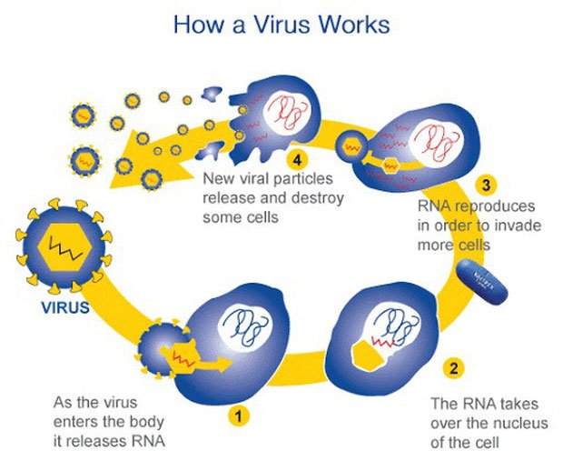 Do cấu trúc đơn giản, virus buộc phải tìm kiếm một vật chủ ký sinh để lây lan và nhân lên.