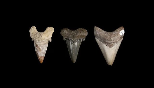 Răng của các loài cá mập tiền sử có nhiều sự thay đổi trong hàng chục triệu năm tiến hoá.
