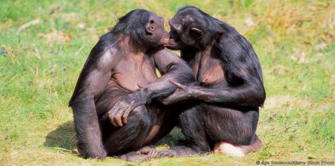 Tinh tinh Bonobo cũng thường có hành vi quan hệ đồng giới.