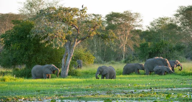 Các loài động vật có vú lớn, chẳng hạn như voi đã quay lại công viên Quốc gia Gorongosa sau hàng thập kỷ vắng bóng do chiến tranh. Ảnh: Ariadne Van Zandbergen/Alamy