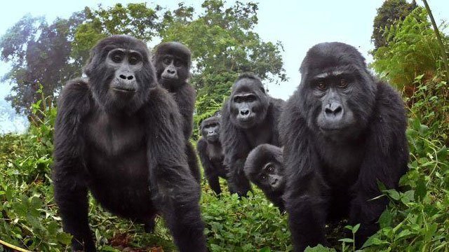 Những con khỉ đột cỡ lớn trong khu bảo tồn ở Uganda.