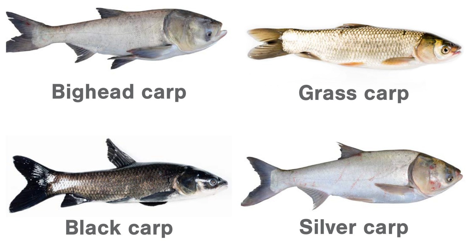 Hình ảnh một số giống cá chép (Cá chép đầu to, cá trắm cỏ - thuộc họ cá chép, cá chép đen, cá chép bạc). Chúng đã trở thành 