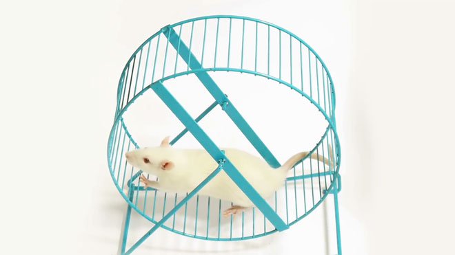 Nếu bạn đặt một bánh xe vào chiếc lồng, con chuột sẽ chạy không ngừng nghỉ trong suốt hàng giờ liền.