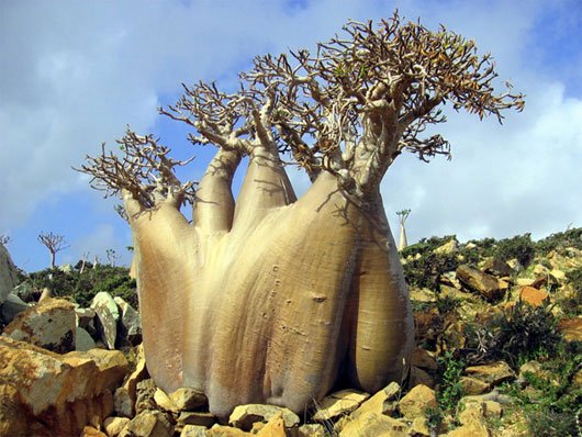 Đảo “ngoài hành tinh” Socotra – Yemen